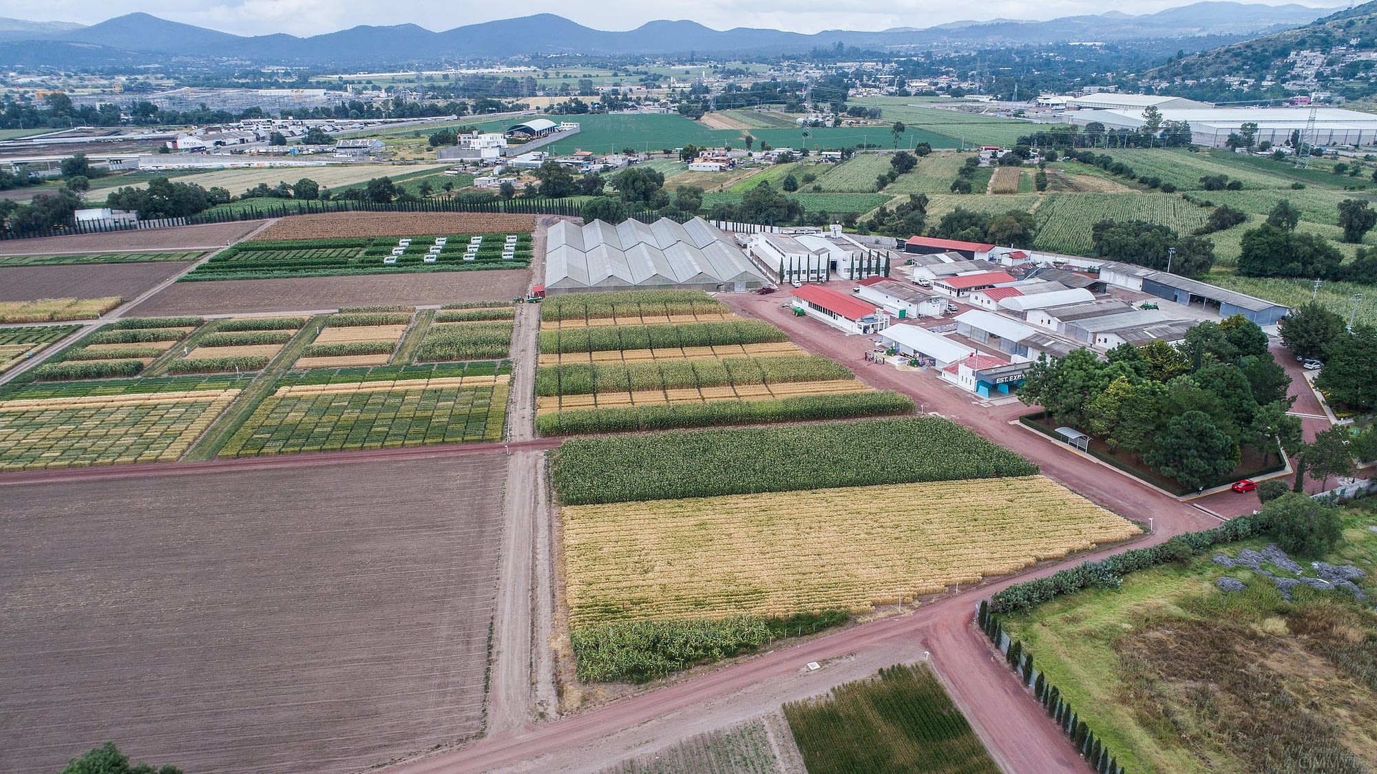 Maize and wheat fields at CIMMYT's El Batán experimental station.