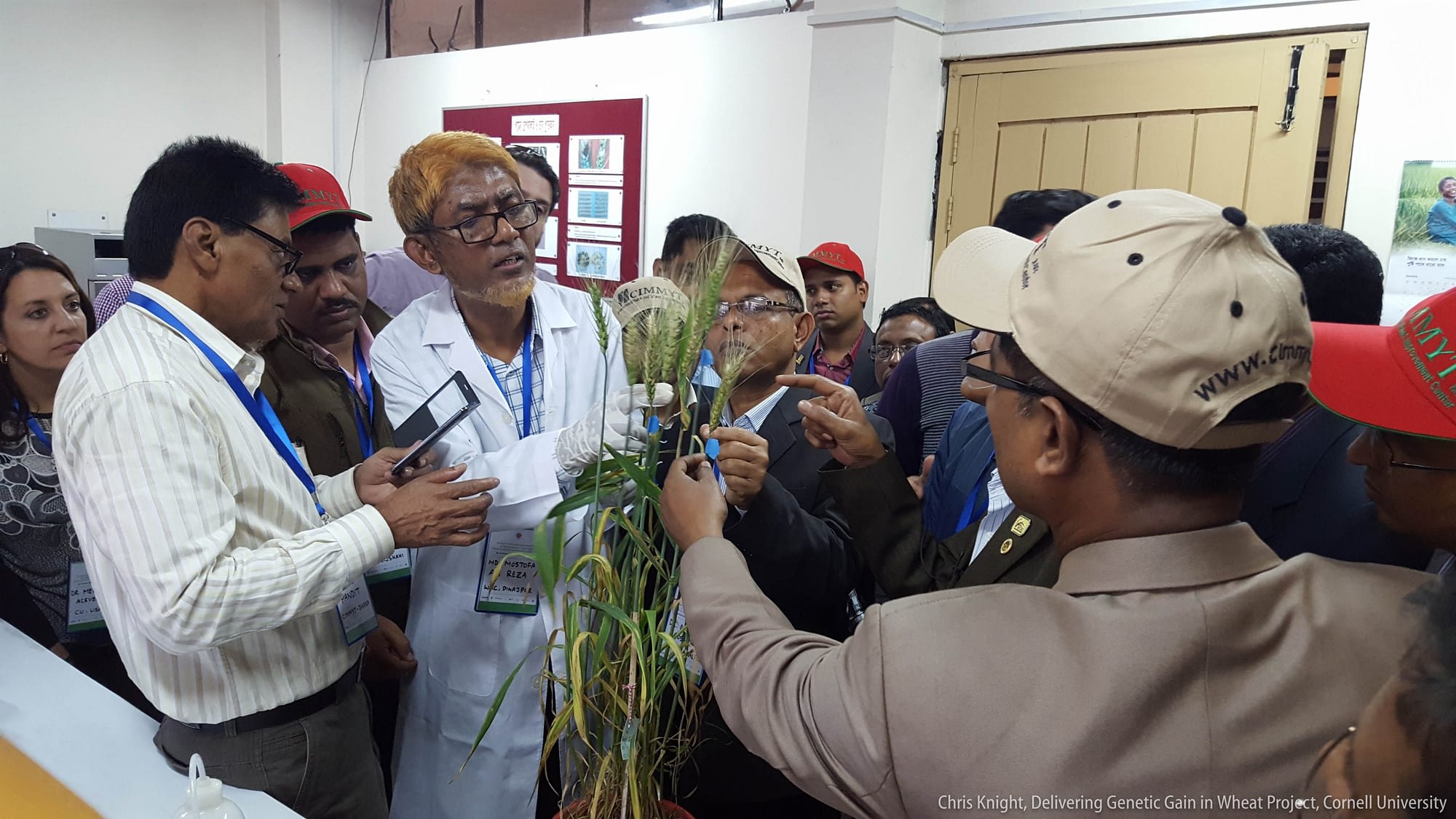 A researcher from Bangladesh shows blast infected wheat spikes and explains how the disease directly attacks the grain. (Photo: Chris Knight/Cornell University)