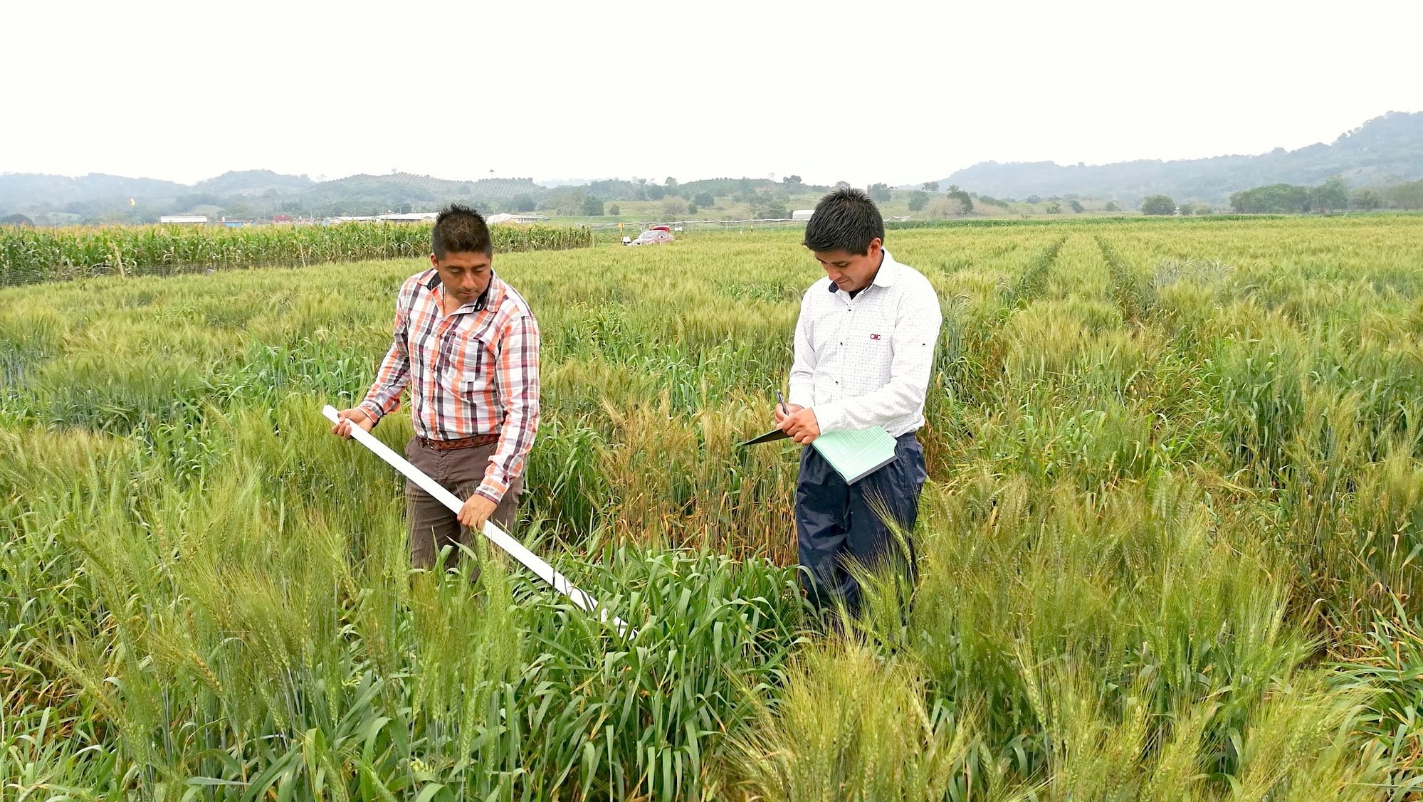 Researchers evaluate wheat for spot blotch at CIMMYT’s experimental station in Agua Fría, Jiutepec, Morelos state, Mexico. (Photo: Xinyao He and Pawan Singh/CIMMYT)