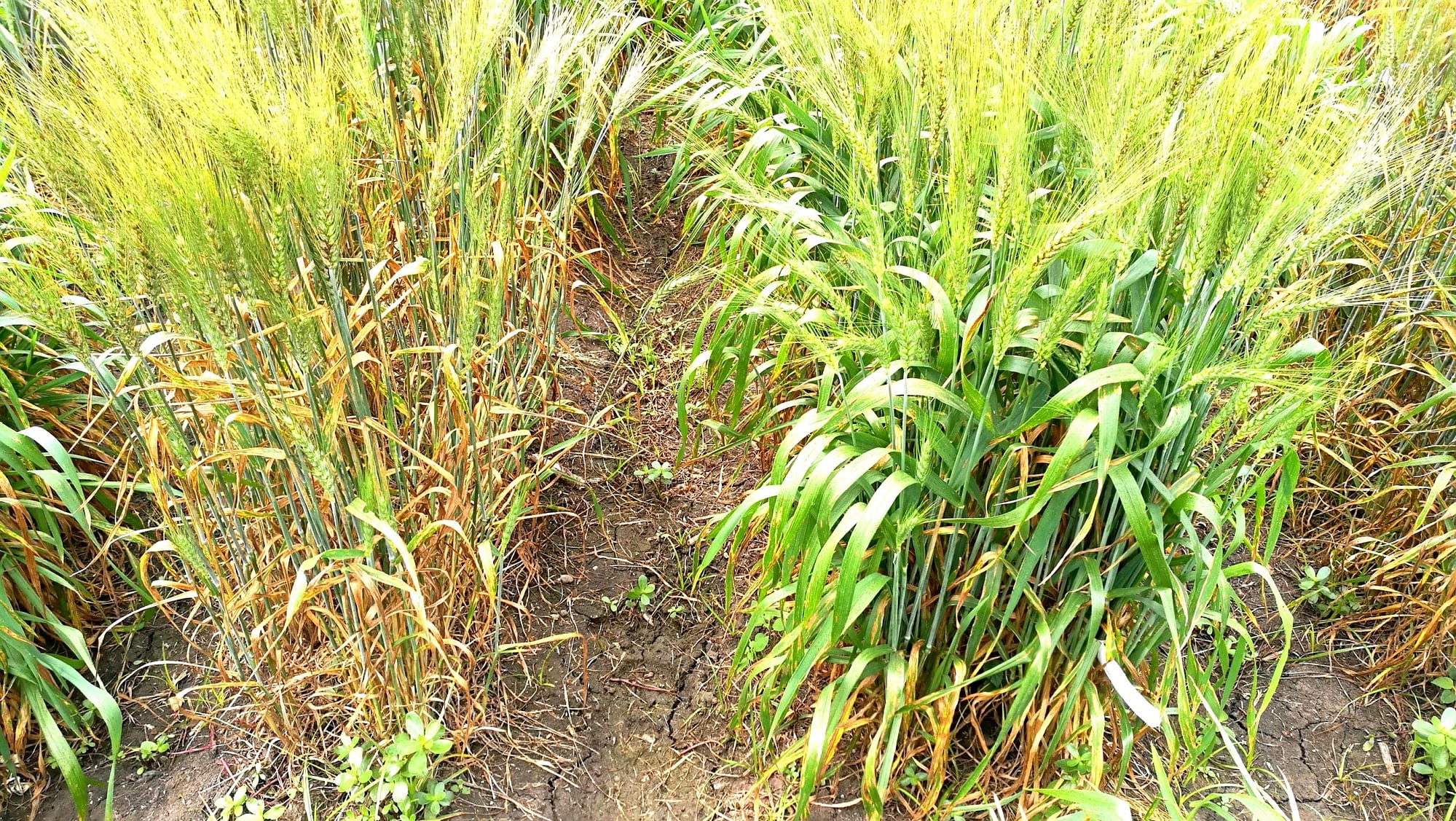 Spot blotch susceptible wheat lines (left) and resistant lines. (Photo: Xinyao He and Pawan Singh/CIMMYT)