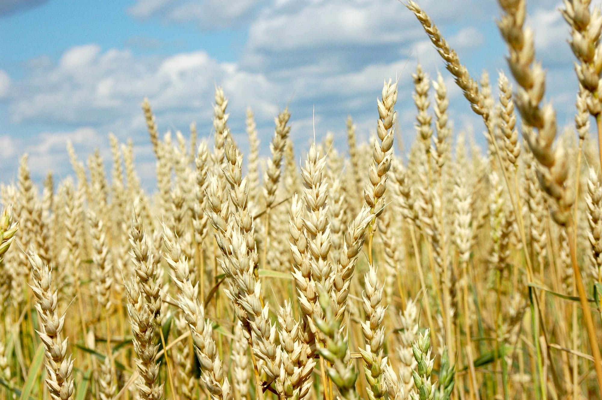 Wheat fields in Kostanay, Kazakhstan. (Photo: M. DeFreese/CIMMYT)