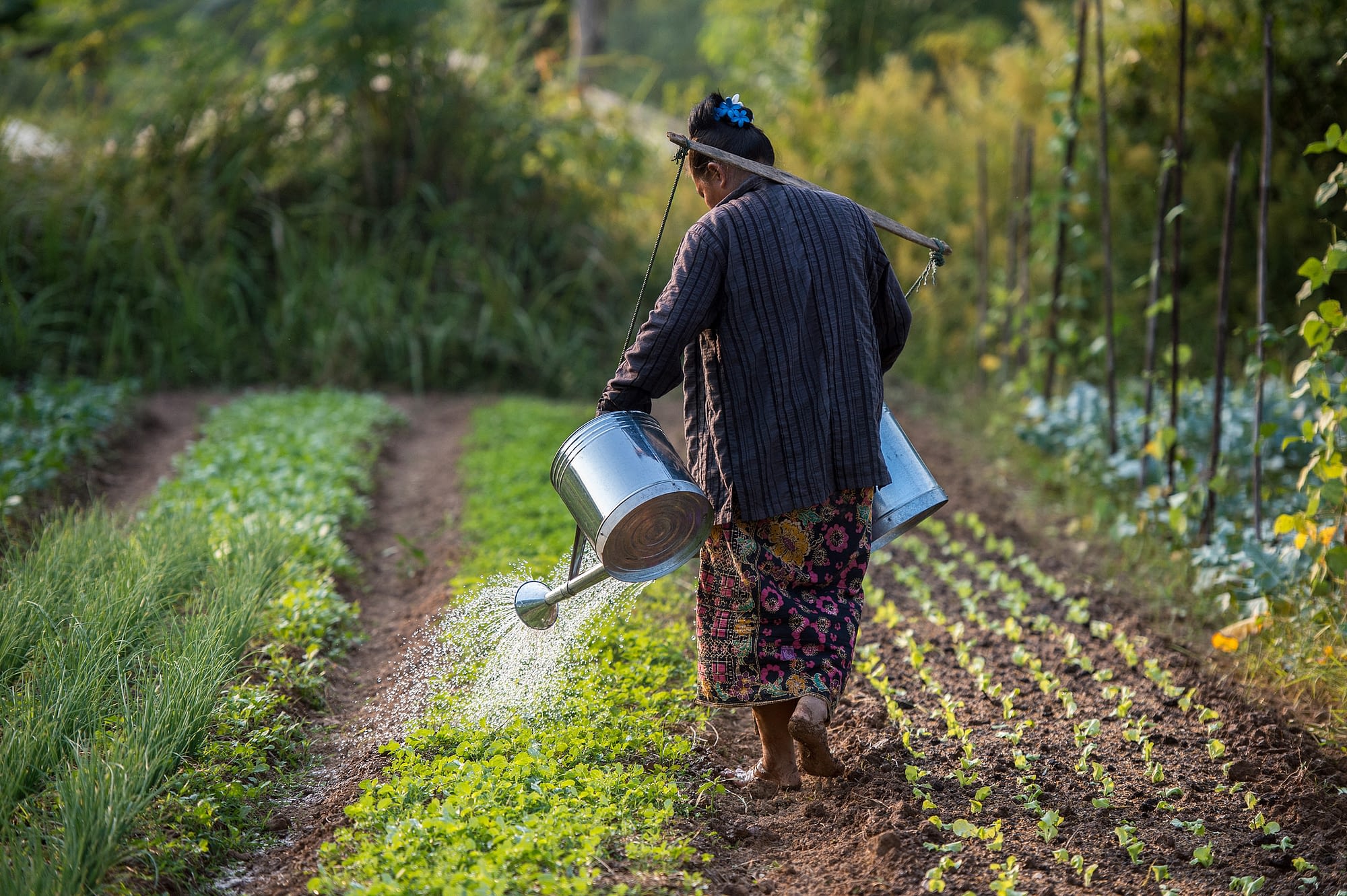 A farmer watering plants at an organic farm in Boung Phao Village, Laos. (Photo: Asian Development Bank)
