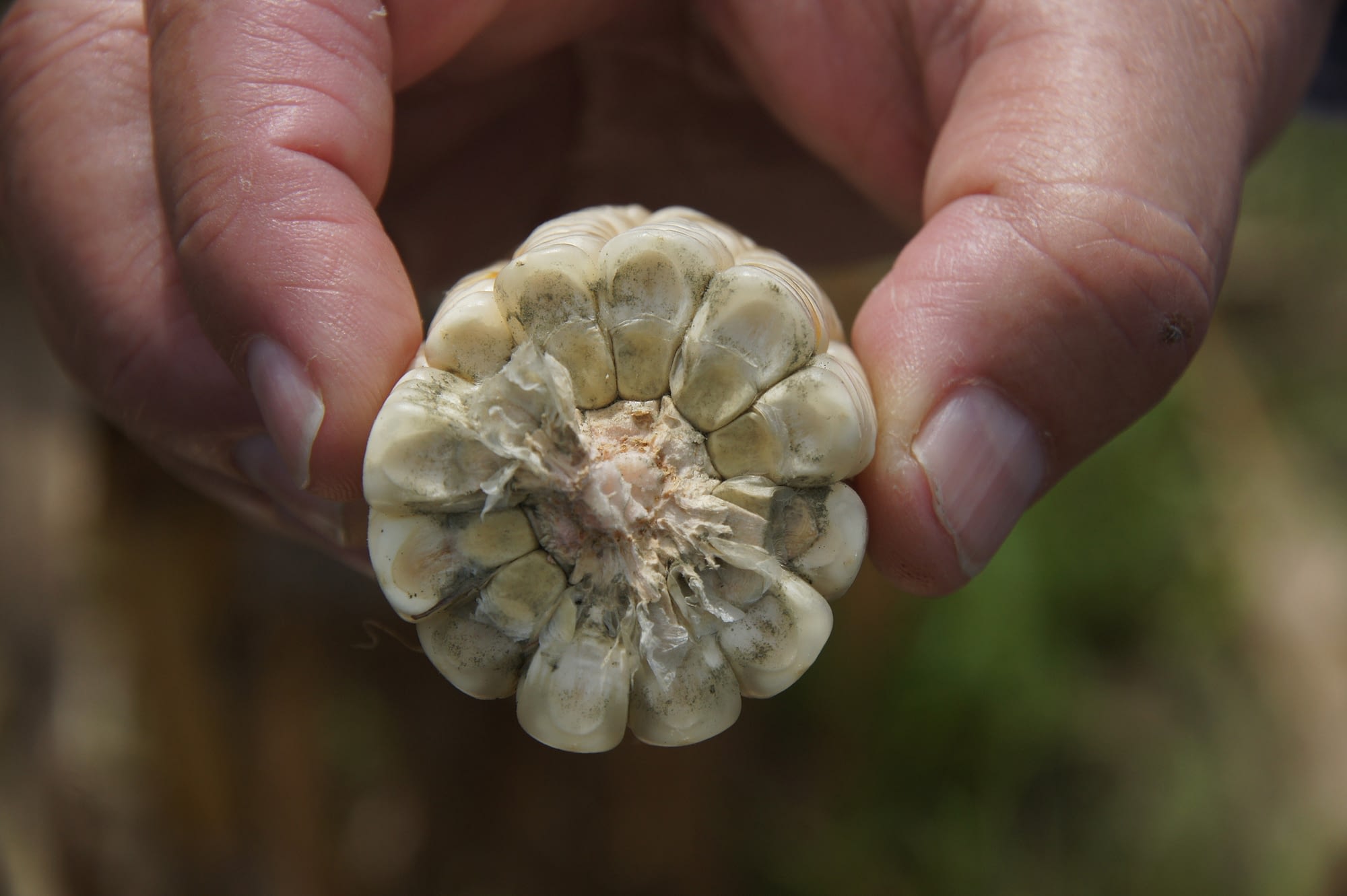 Maize infected with the fungus Aspergillus flavus, causing ear rot and producing aflatoxins. (Photo: George Mahuku/CIMMYT)