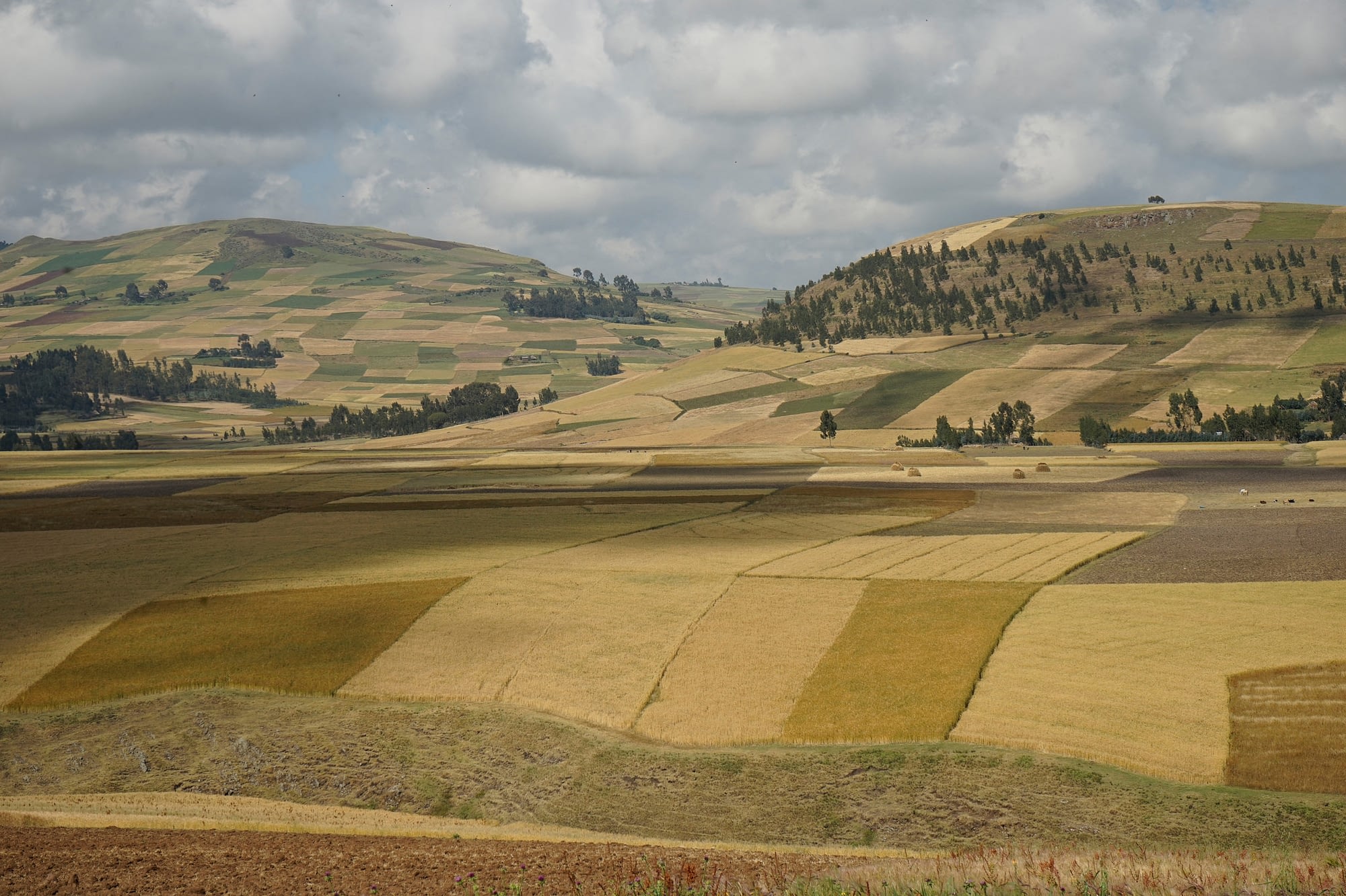 Wheat fields in the Arsi highlands, Ethiopia, 2015. (Photo: CIMMYT/ Peter Lowe)