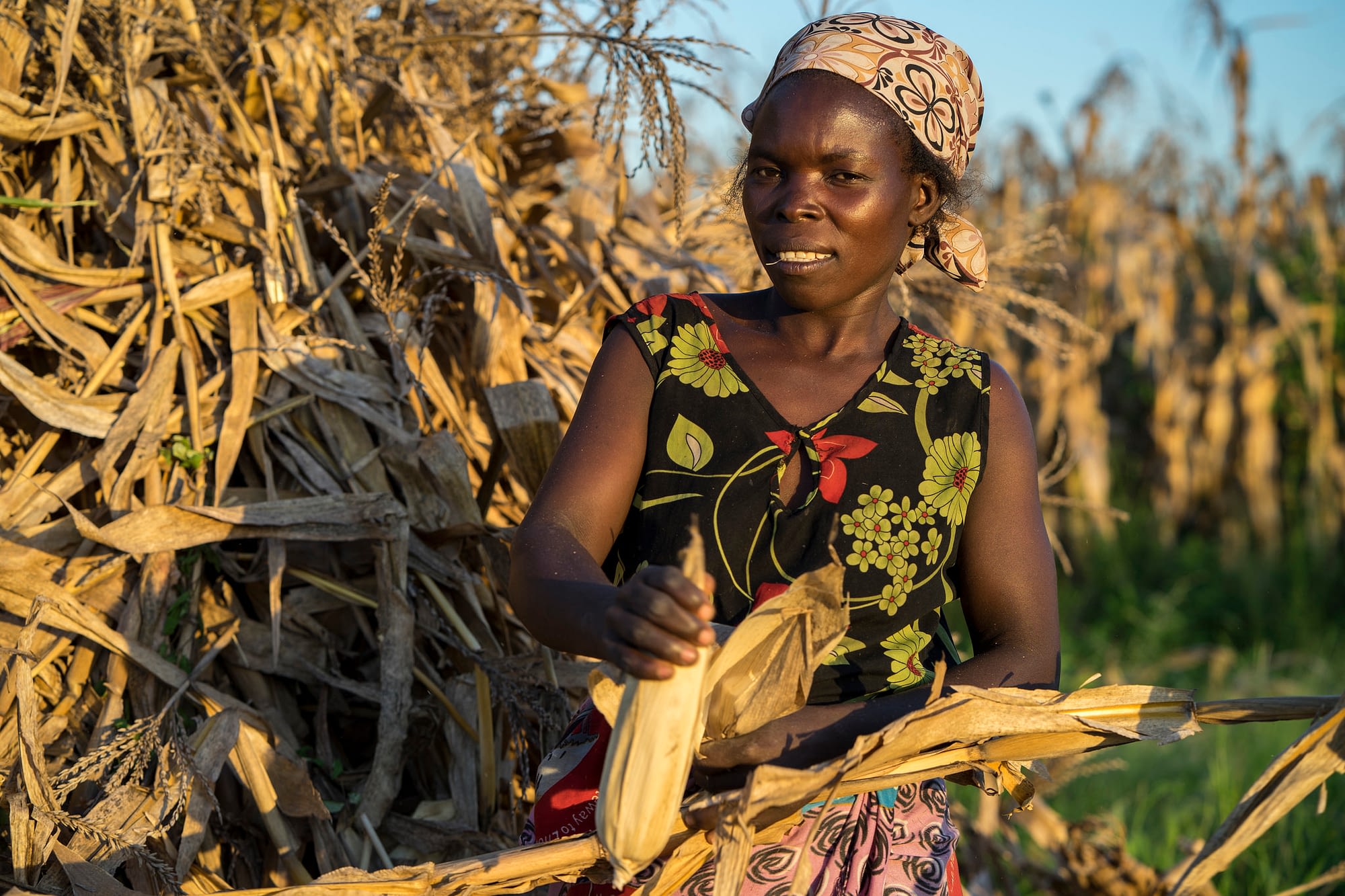 SIMLESA lead farmer Agnes Sendeza harvests maize cobs from a stook on her farm in Tembwe, Salima district, Malawi. (Photo: Peter Lowe/CIMMYT)
