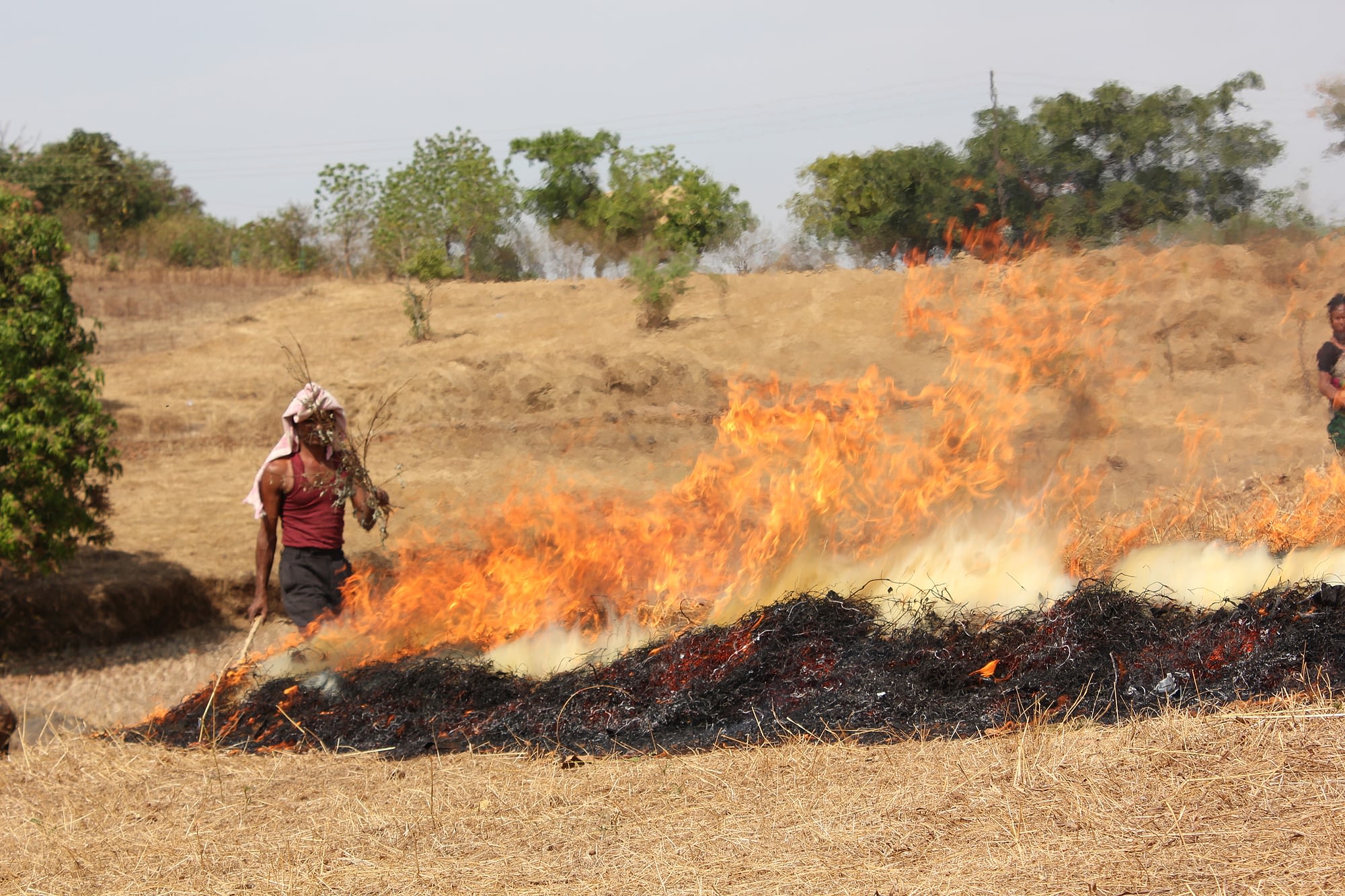 Rab is a traditional practice in which a rice nursery is established by burning naturally available biomass such as branches and dry leaves of trees, cow dung, dry grass and crop residues. It has enormous negative eﬀects on the environment due to the destruction of biomass, emission of multiple greenhouse gases, particulate matters and black carbon. (Photo: Dakshinamurthy Vedachalam/CIMMYT)