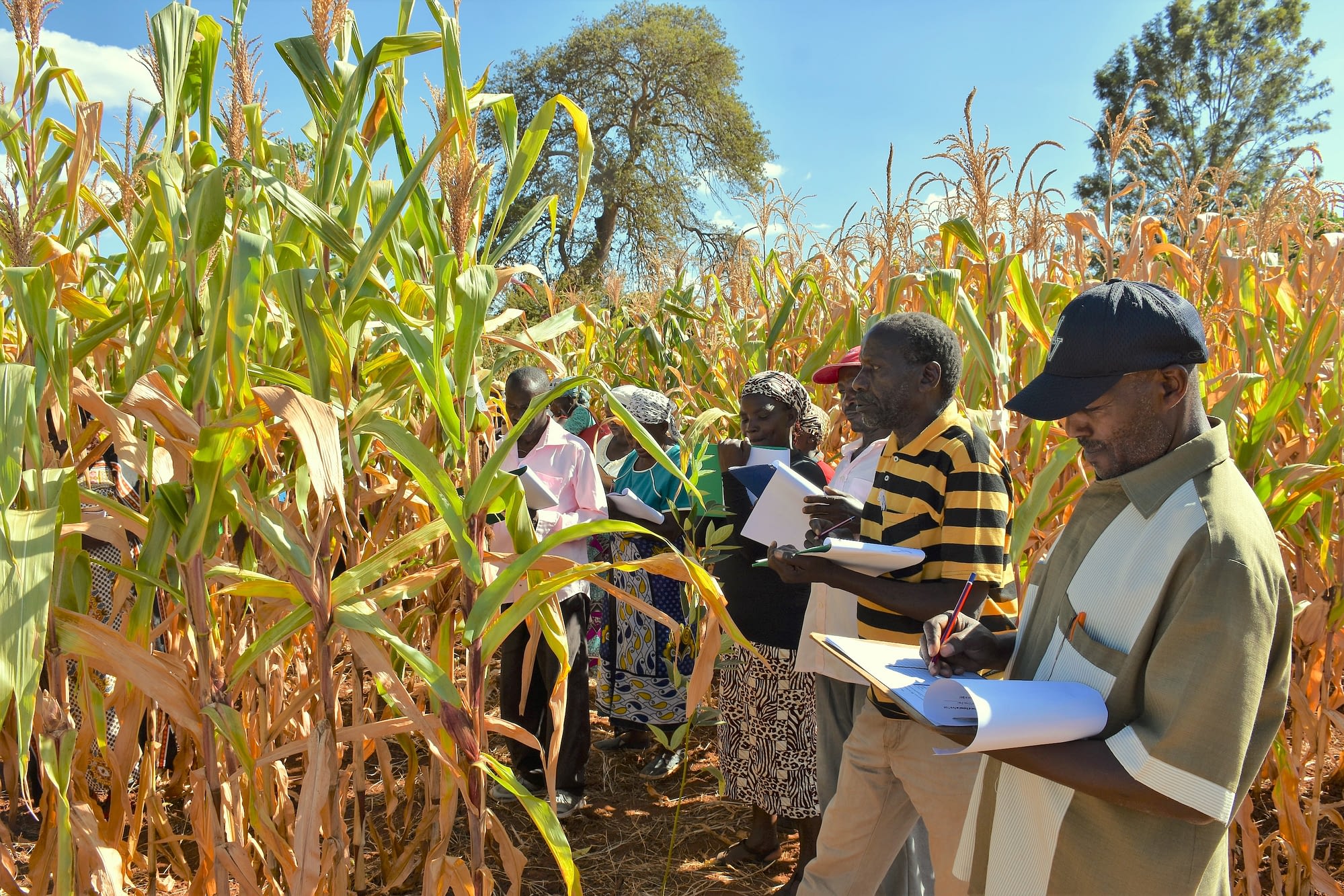 Farmers in Katitu, Machakos County, evaluate maize varieties at a trial plot. (Photo: Joshua Masinde/CIMMYT)