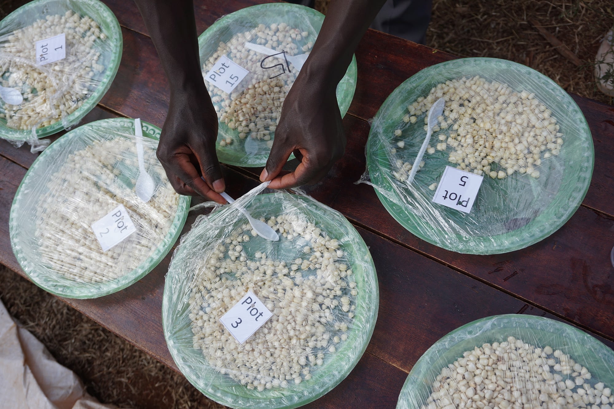 Plates of boiled and roasted maize are displayed for tasting during a farmer participatory varietal selection exercise in Embu, Kenya, in August 2019. Flavors of varieties are very distinct and could explain why some old varieties are still preferably grown by farmers. (Photo: S. Palmas/CIMMYT)