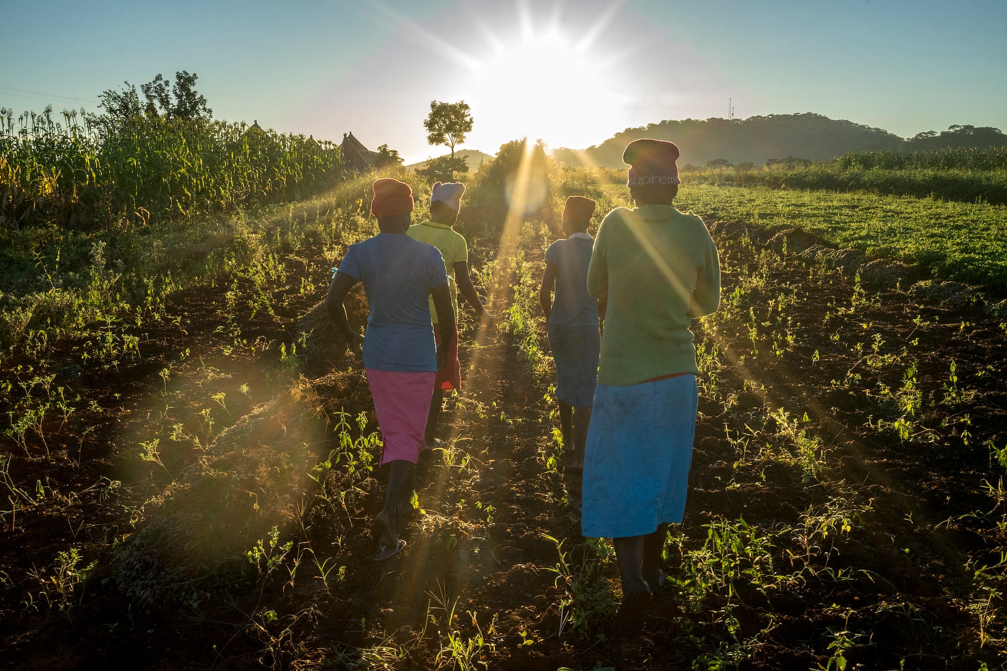 Farmers going home for breakfast in Motoko district, Zimbabwe. (Photo: Peter Lowe/CIMMYT)