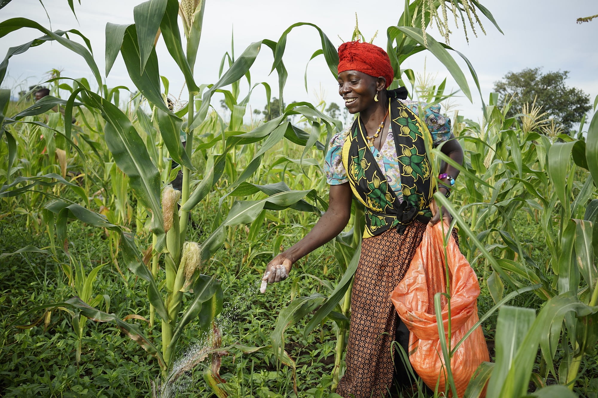 A farm worker applies fertilizer in a field of Staha maize for seed production at Suba Agro's Mbezi farm in Tanzania. (Photo: Peter Lowe/CIMMYT)