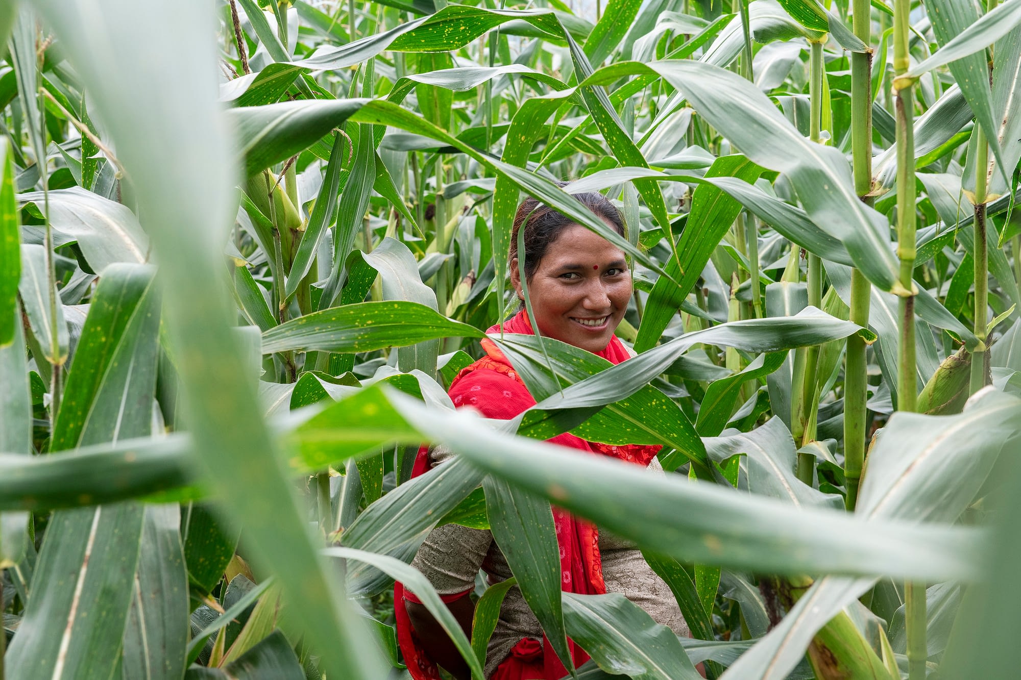 Sita Kumari, a farmer, stands on a maize field in Nepal. (Photo: C. de Bode/CGIAR)