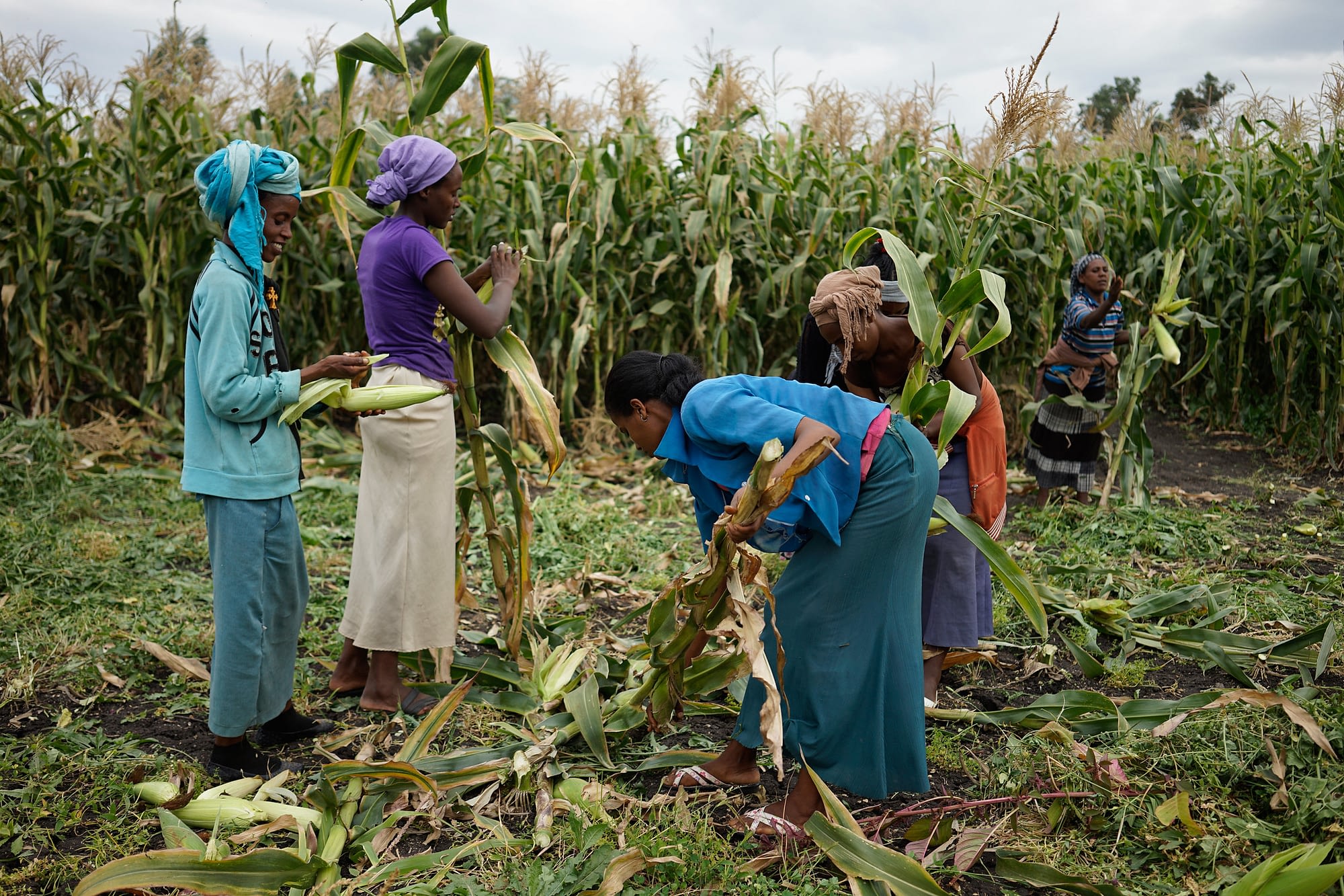 Workers harvesting green maize at Ambo Research Center, Ethiopia, 2015. (Photo: CIMMYT/ Peter Lowe)