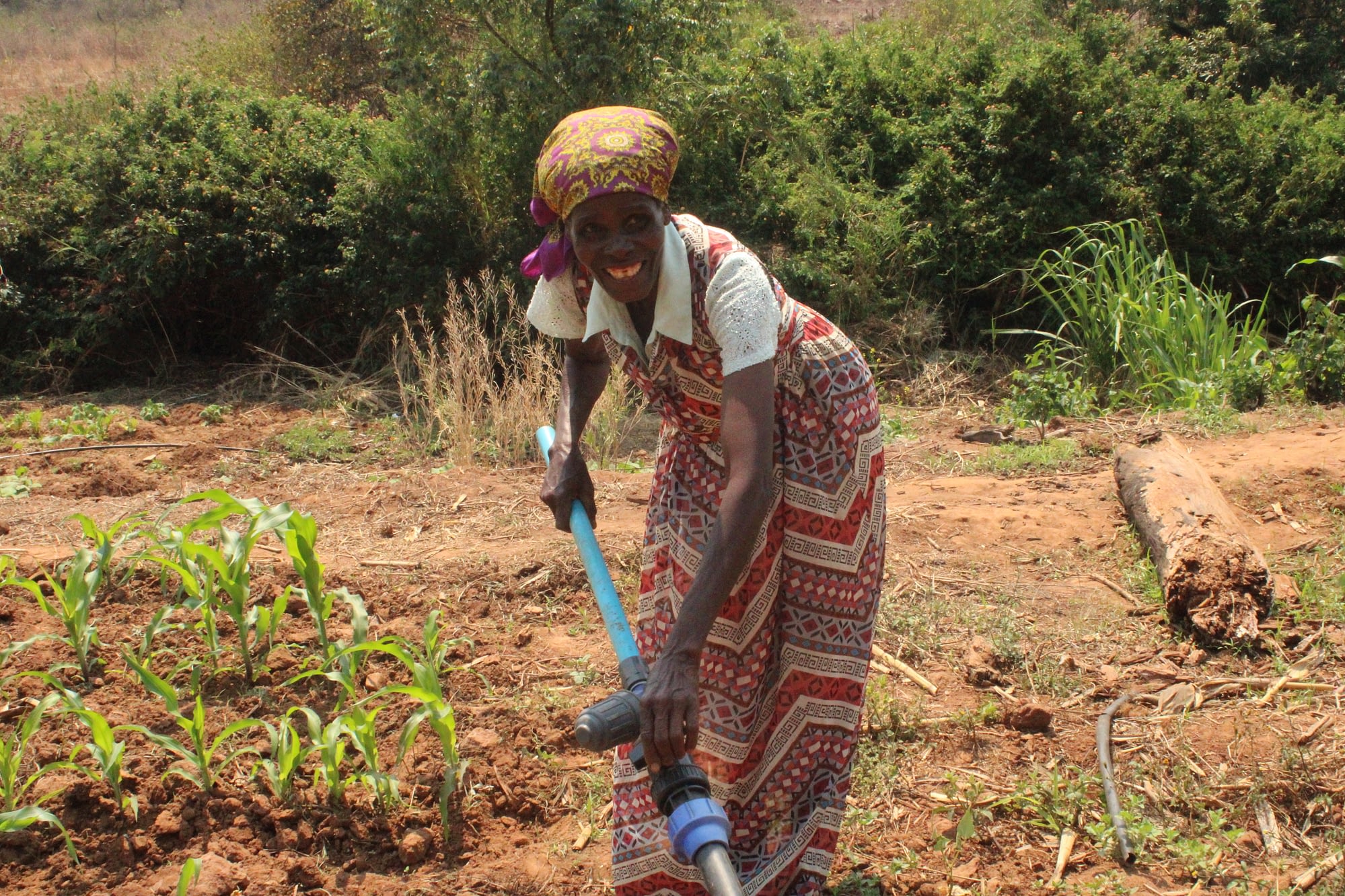 Irene Chikata, 69, operates her lightweight drip-kit on her plot in Nyanga, Zimbabwe. (Photo: Shiela Chikulo/CIMMYT)