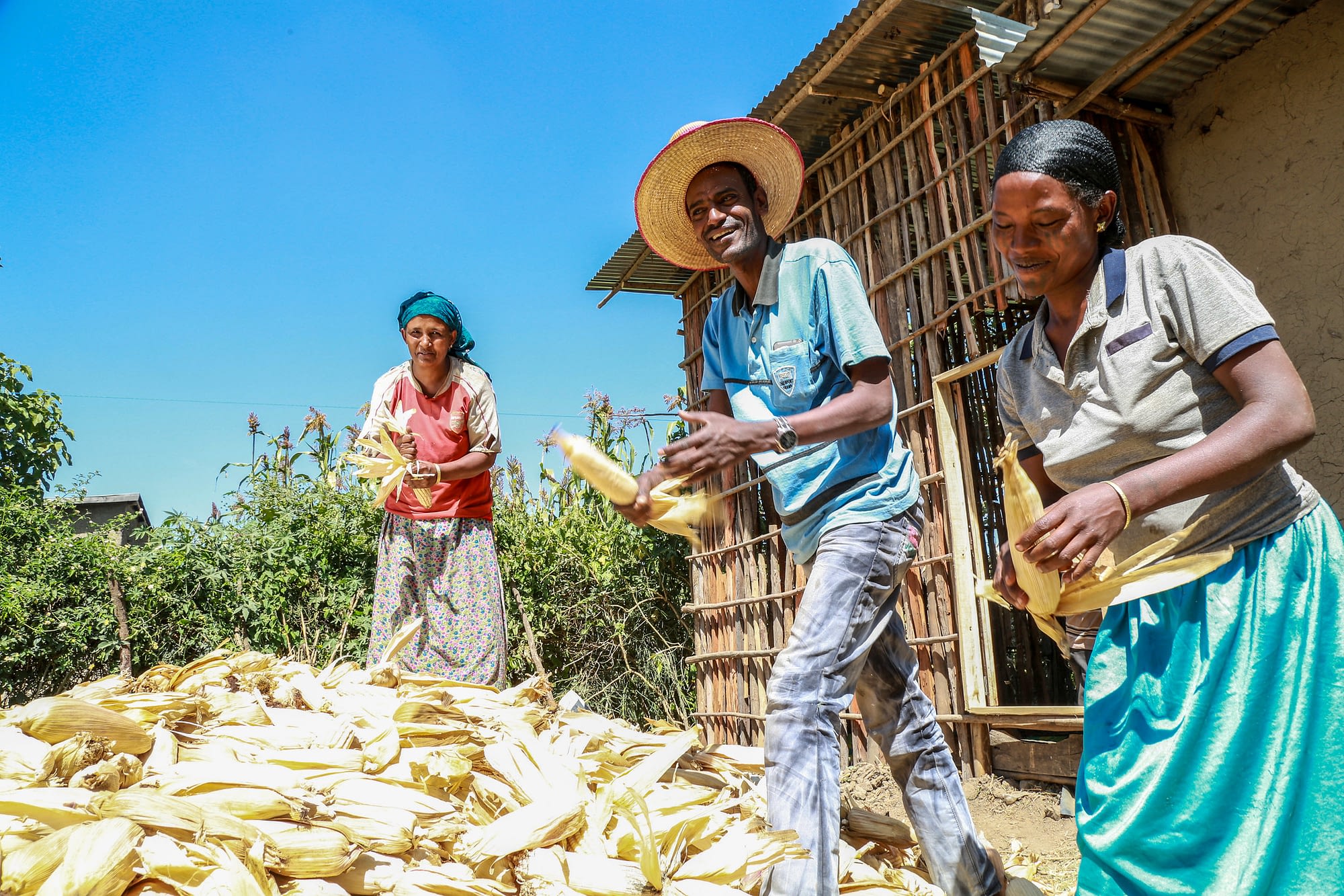 Usman Kadir and his family de-husk maize on their farm in Ethiopia. (Photo: Apollo Habtamu/ILRI)