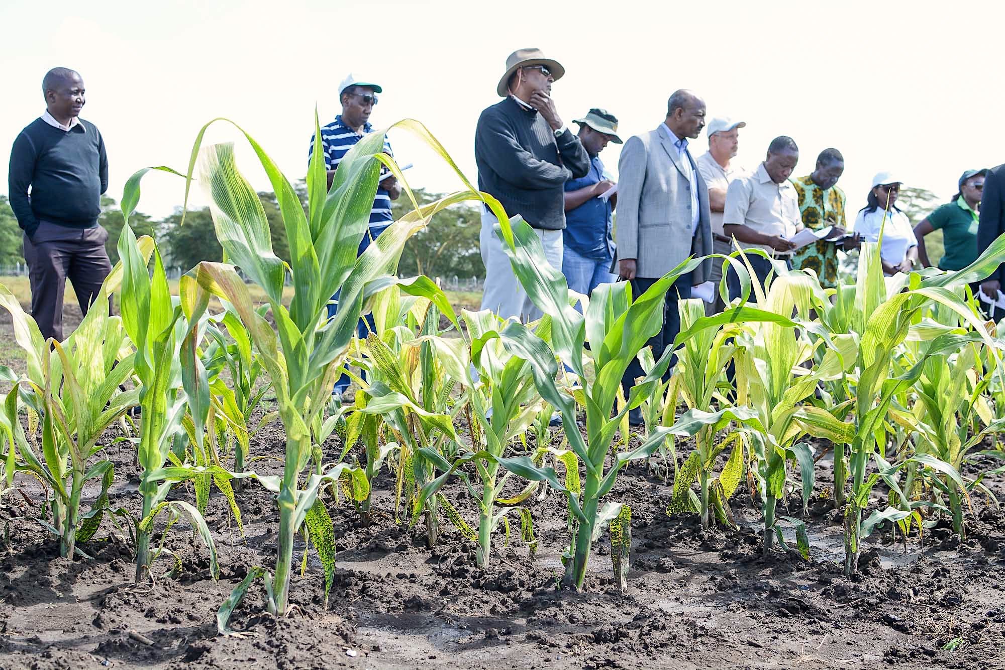 Researchers and visitors listen to explanations during a tour of infected maize fields at the MLN screening facility in Naivasha, Kenya. (Photo: CIMMYT)