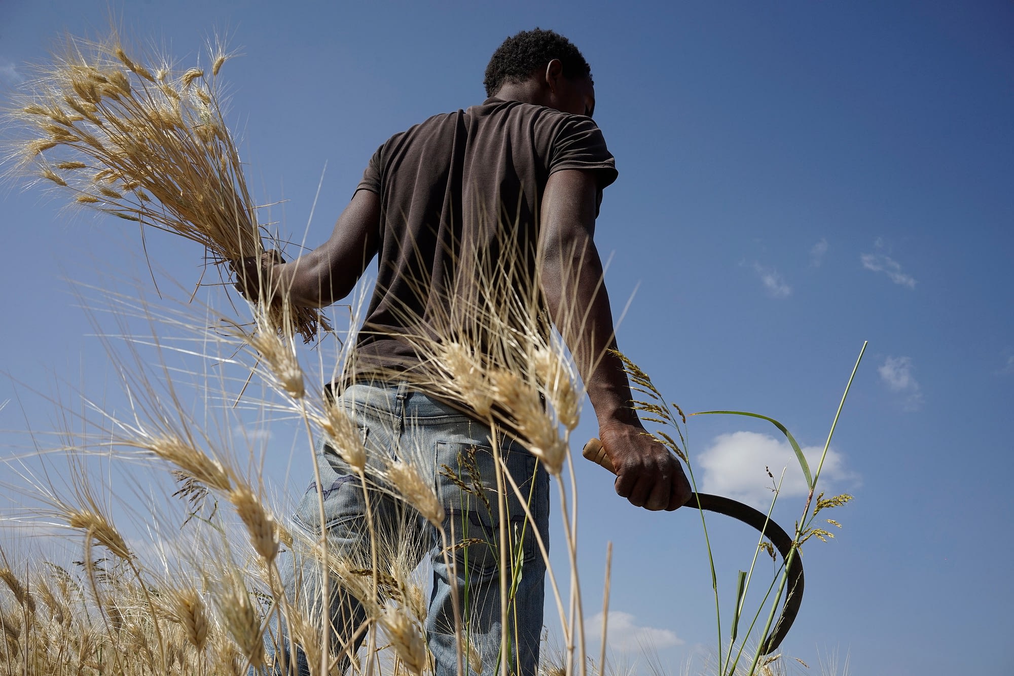 A farmer harvests wheat in one of CIMMYT's research plots in Ethiopia. (Photo: P. Lowe/CIMMYT)
