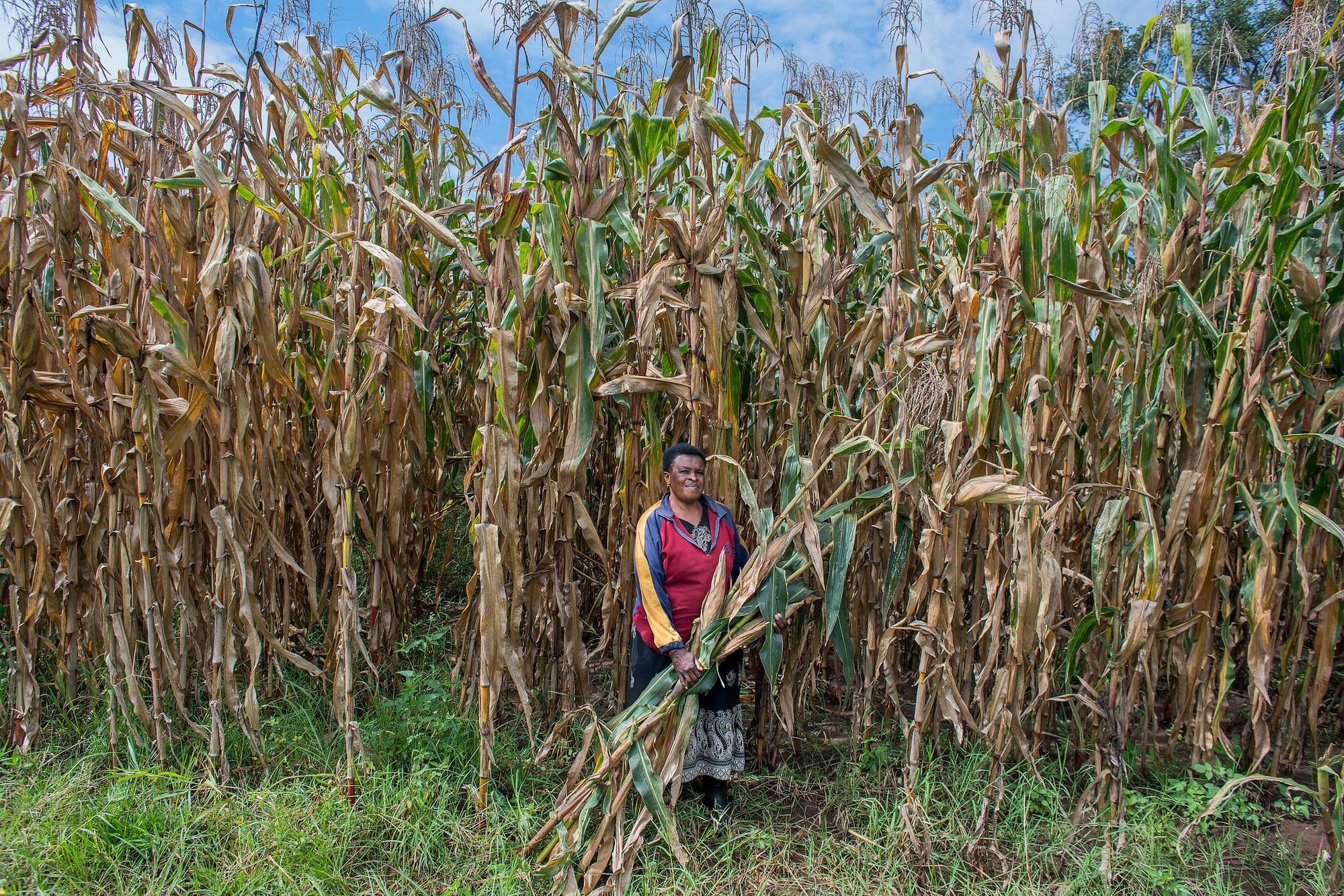 Florence Ochieng harvests green maize on her 105-acre family farm near Kitale, Kenya. (Photo: P. Lowe/CIMMYT)