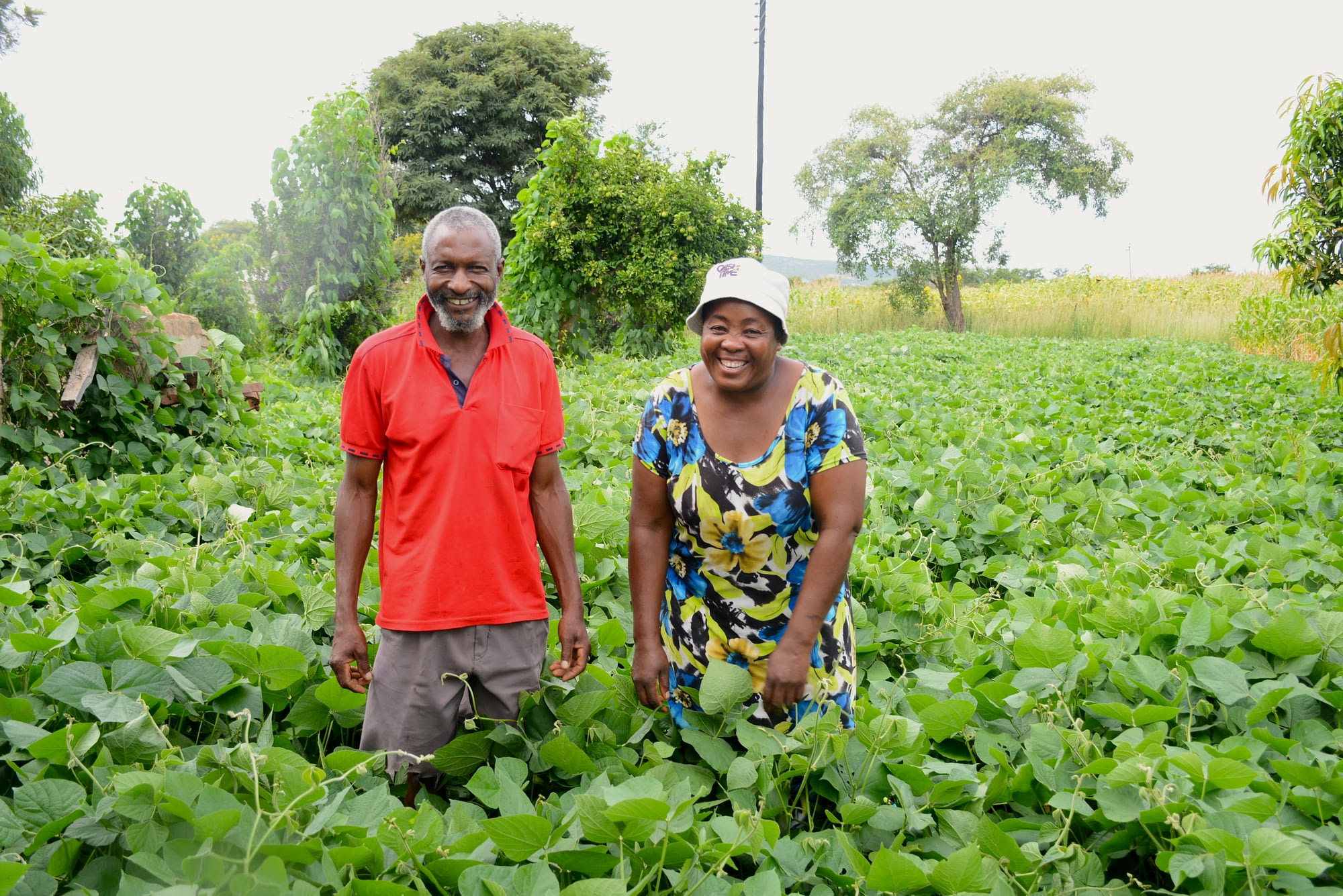 Kumbirai Chimbadzwa (left) and Lilian Chimbadzwa stand on their field growing green manure cover crops. (Photo: Shiela Chikulo/CIMMYT)
