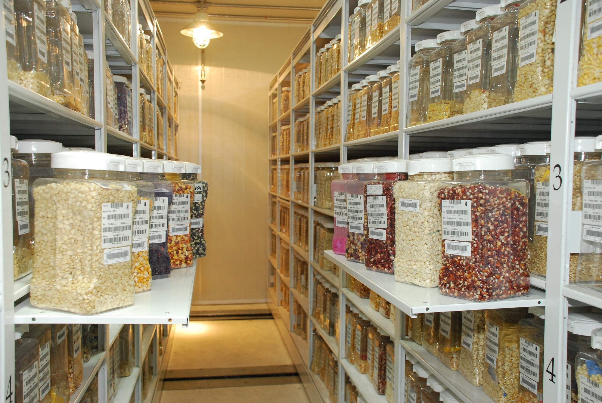 Some of the thousands of samples that make up the maize collection in the Wellhausen-Anderson Plant Genetic Resources Center at CIMMYT's global headquarters in Texcoco, Mexico. (Photo: Xochiquetzal Fonseca/CIMMYT)