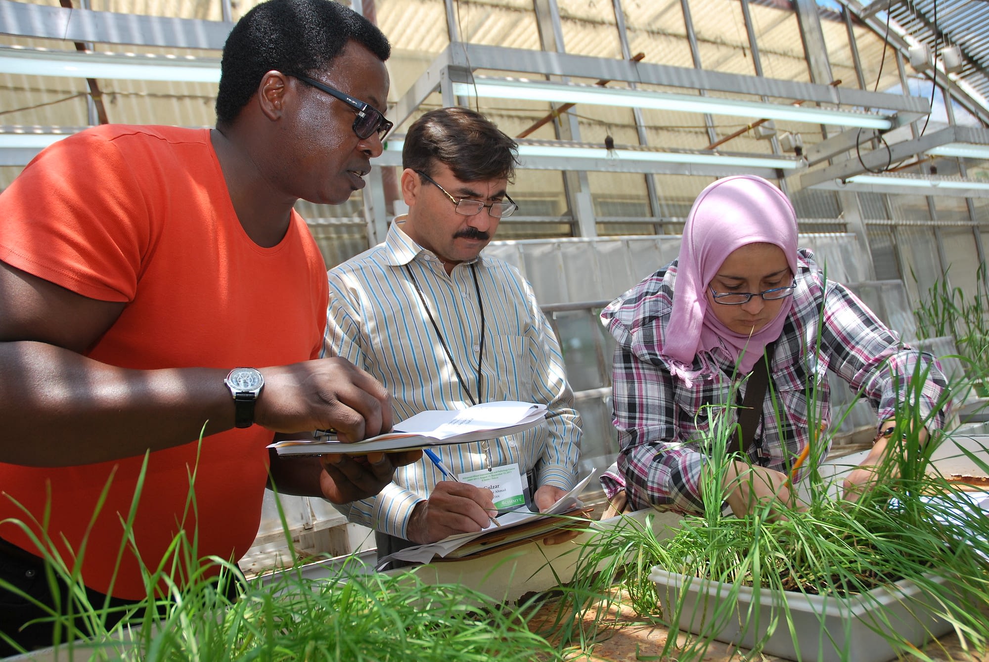 Participants in CIMMYT's 2011 advanced-level Wheat Improvement and Pathology training program examine and take notes on seedling infection type in response to wheat leaf rust, stripe rust and stem rust. (Photo: X. Fonseca/CIMMYT)