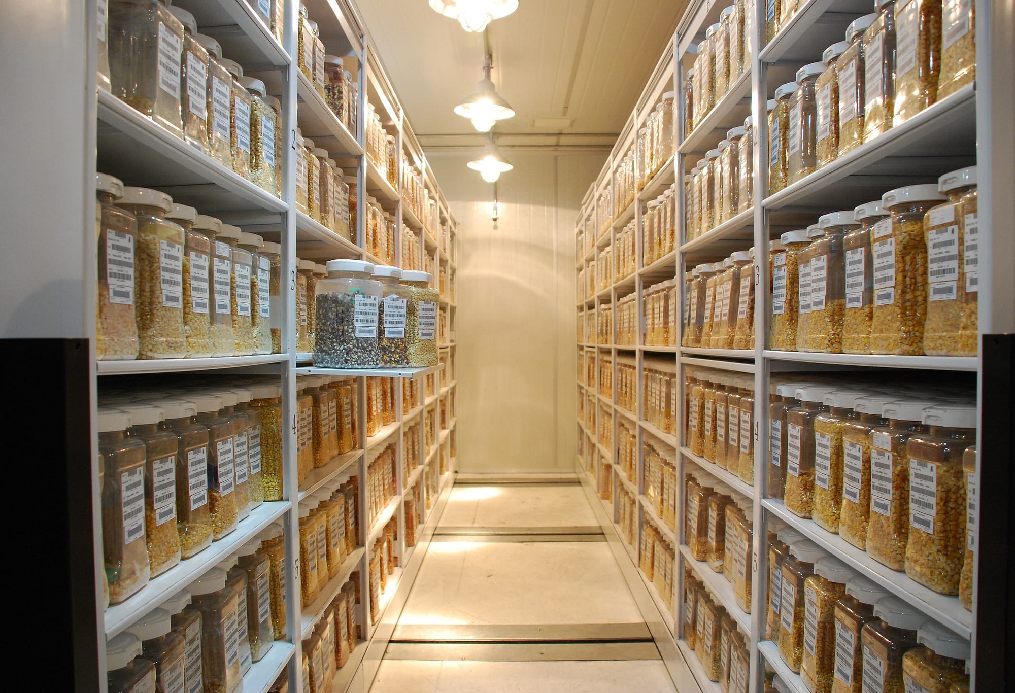 Shelves filled with maize seed samples make up the maize active collection at the germplasm bank at CIMMYT's global headquarters in Texcoco, Mexico. It contains around 28,000 unique samples of maize seed — including more than 24,000 farmer landraces — and related species. (Photo: Xochiquetzal Fonseca/CIMMYT)