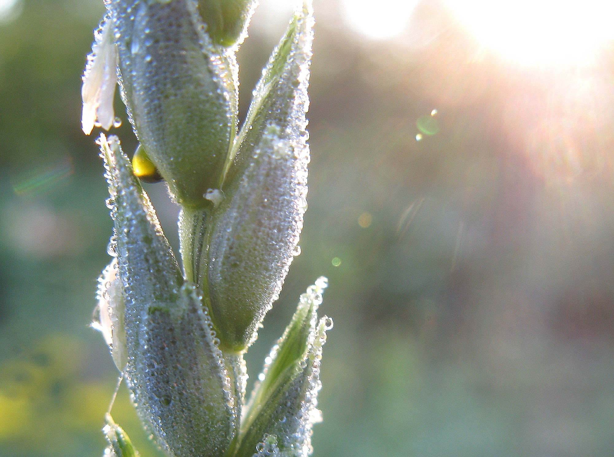 Morning dew on a wheat spike. (Photo: Vadim Ganeyev/CIMMYT)