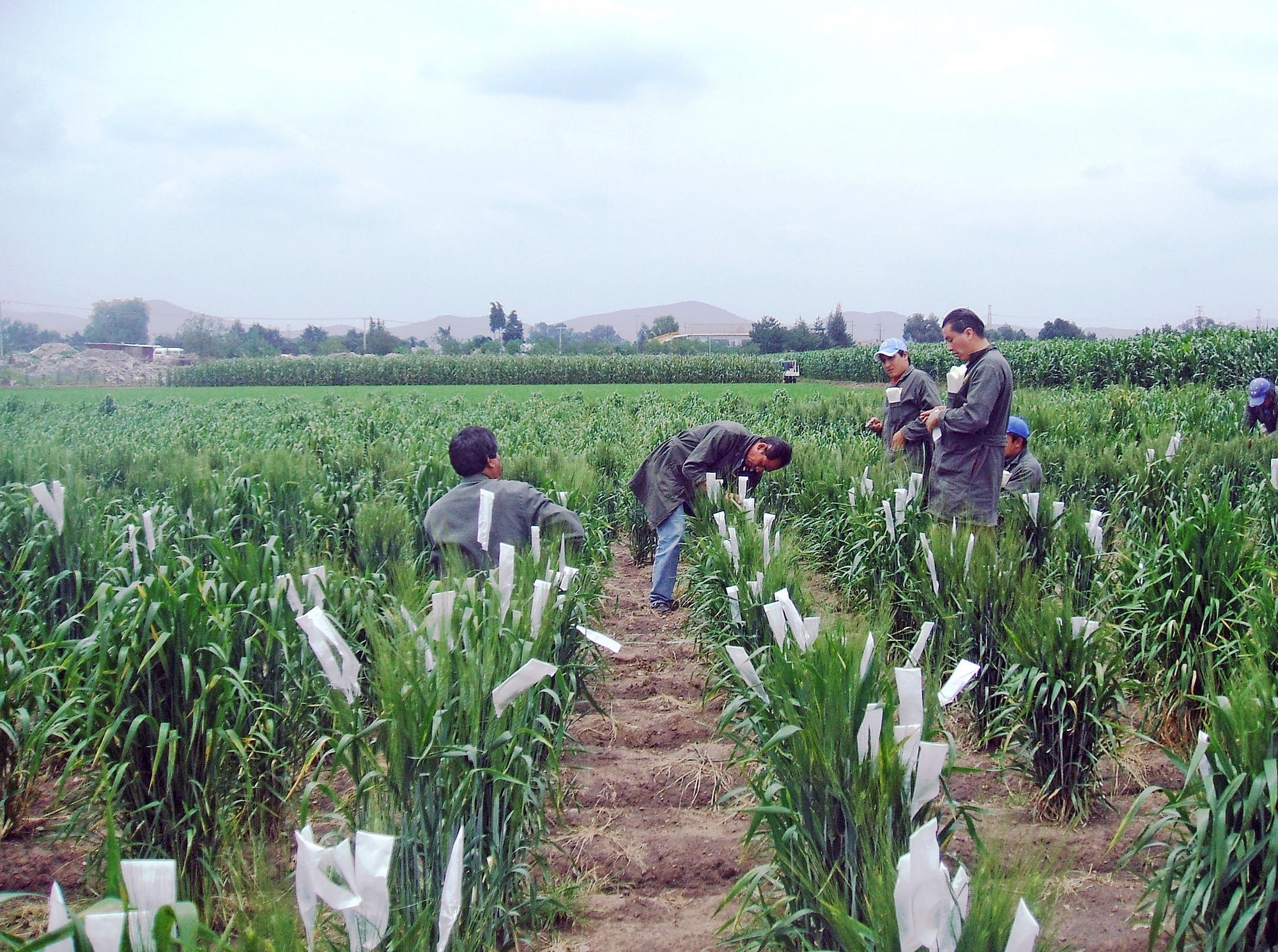 CIMMYT field workers working on wheat crossing as part of the breeding process.