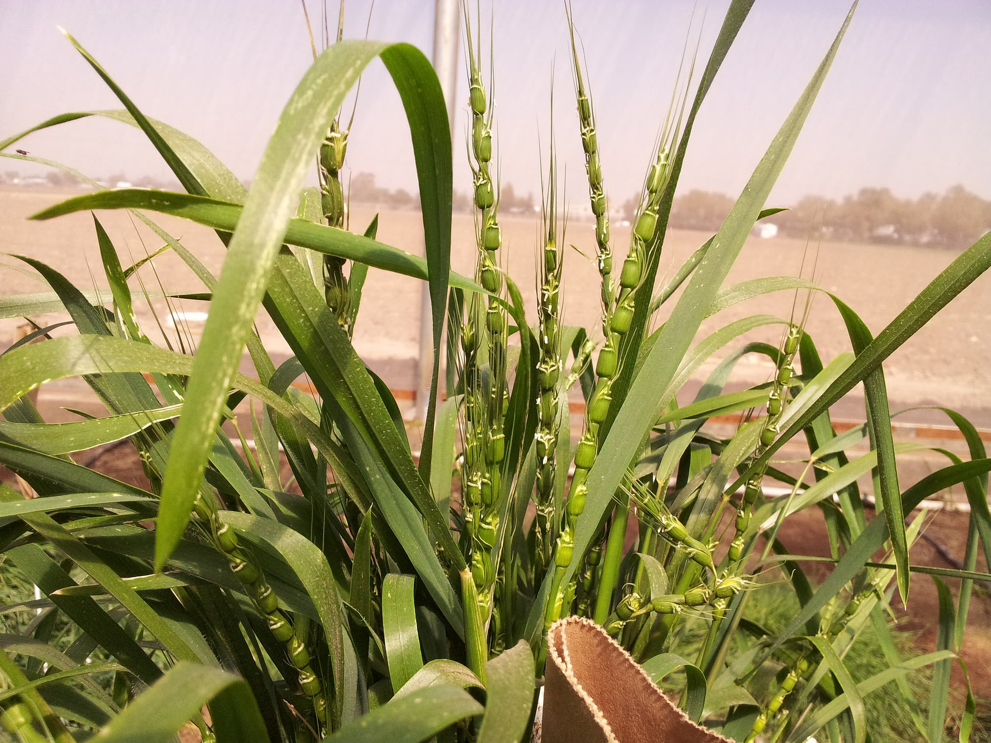 The reported work by wheat scientists paves the way for expanded use of wild grass species, such as Aegilops tauschii (also known as goat grass; pictured here) as sources of new genes for higher grain zinc in wheat. (Photo: Rocio Quiroz/CIMMYT)