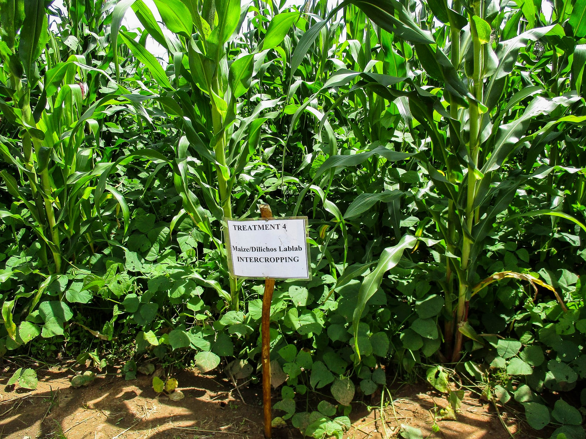 Intercropping options for mitigating fall armyworm damage. (Photo: C. Thierfelder/CIMMYT)