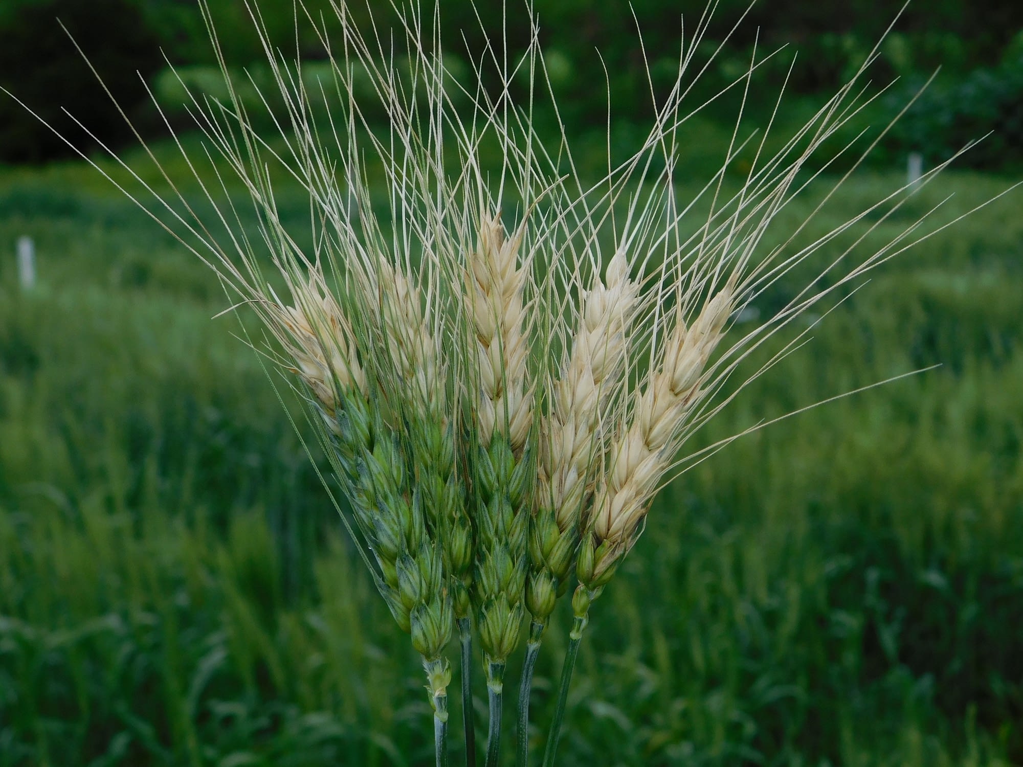 Wheat spikes damaged by wheat blast. (Photo: Xinyao He/CIMMYT)