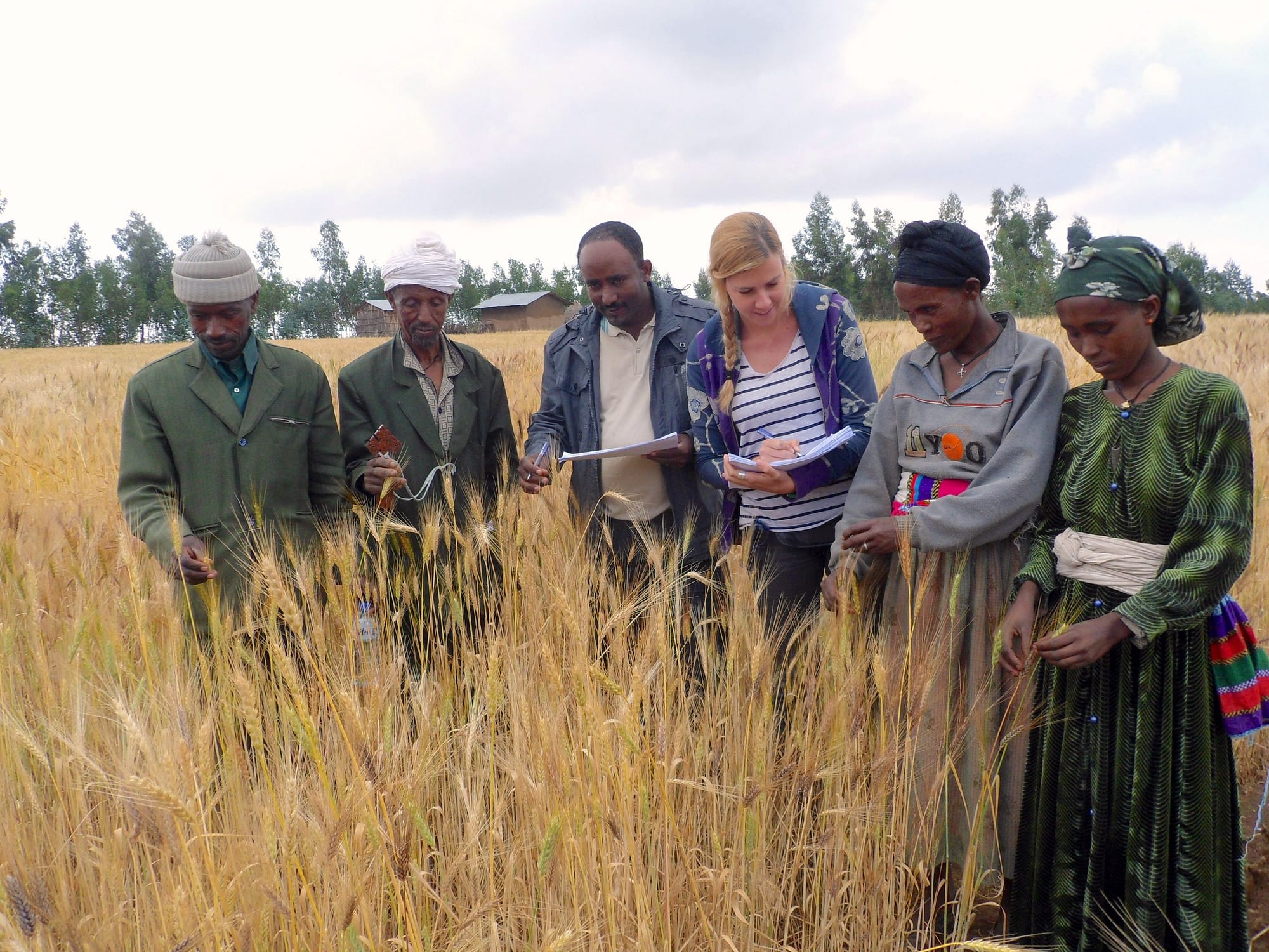 Ethiopian farmers give feedback to CGIAR researchers about durum wheat varieties. (Photo: C.Fadda/Bioversity International)