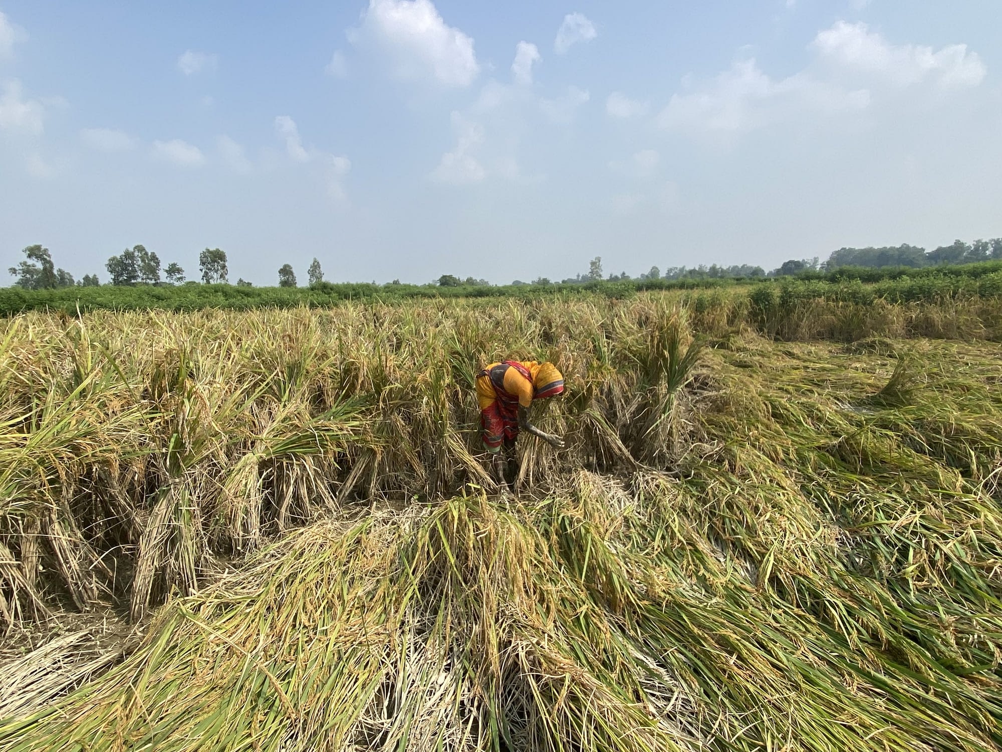 A women farmer picking up lodged paddy field after the untimely flash floods in Nepal (Photo: Sravan Shrestha/ICIMOD)