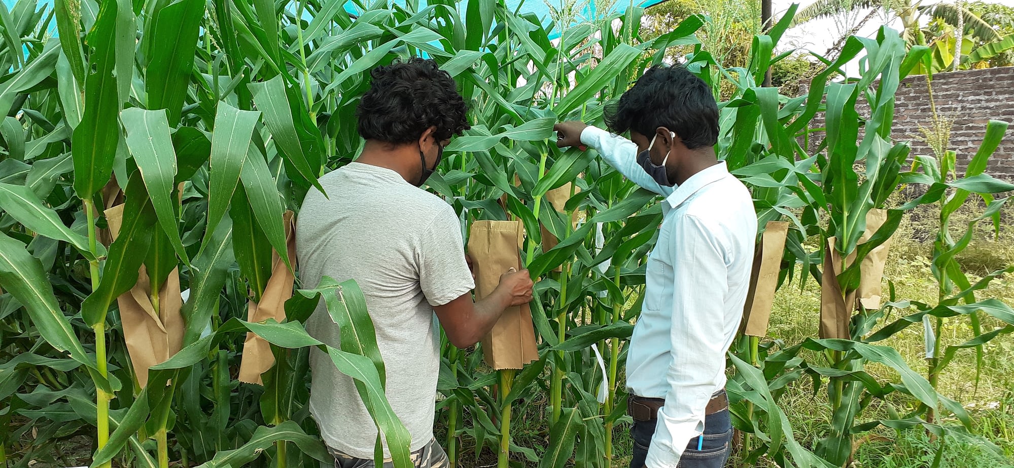 Private seed companies bag maize for selfing new maize product. (Photo: Arun Thapa/CIMMYT)