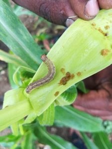 A fall armyworm found on maize plants in Khamman district, Telangana state, India. (Photo: ICAR-Indian Institute of Maize Research)