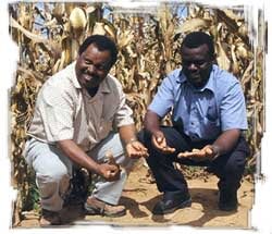 CIMMYT regional economist Mulugetta Mekuria (left) and SOFECSA coordinator Paul Mapfumo check the status of the soil on a smallholder farm in Zimbabwe.