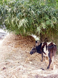 Unprocessd maize stover given to cattle, which is largley wasted. Photos: P.H. Zaidi