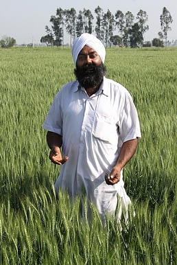 Farmer Chamkaur Singh in his wheat field in Fatehgarh Sahib district, Punjab, India. The field was sown with a zero tillage wheat seeder known as a Happy Seeder, giving an excellent and uniform crop. Photo: P. Kosina/CIMMYT