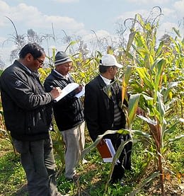 Participants record heat-stress phenotyping data in the field. Photo: Courtesy of NMRP