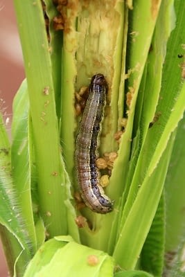 Fall Armyworm on maize in Nigeria. (Photo: G. Goergen/IITA)