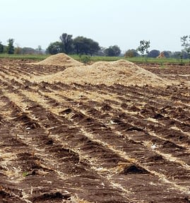 Maize-stover-roughly-chopped-and-spread-in-the-field-as-residue