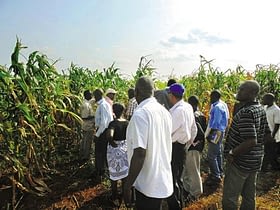 Seed production workshop participants visited a hybrid seed field at East African Seeds in Uganda.