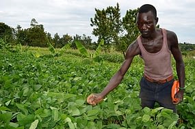Julius Ong’ayi of Boro Farmers Innovation Platform in Siaya county, Kenya, tends to legumes on his farm. Photos: Michael Arunga
