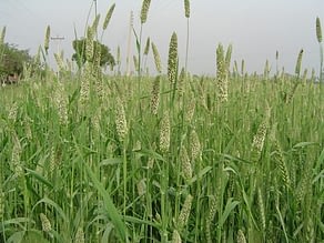 <em>Phalaris minor</em> is a pernicious weed that affects crops like wheat and substantially reduces its yield potential.