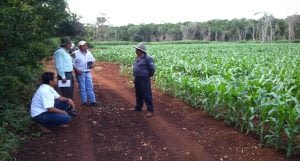 Tour of field trials sown with MasAgro maize materials in Hopelchen, Campeche, Mexico. (Photo: CIMMYT)