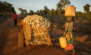 Farmers Ngunya Phiri and husband Daniel heads for home with a full load of cobs on their ox cart after harvesting maize cultivated under conservation agriculture in their field in Chipata district, Zambia. Photo: P.Lowe/CIMMYT