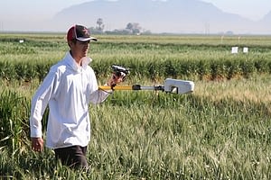 A CIMMYT technician uses a hand-held sensor to measure NDVI (normalized difference vegetative index) in a wheat field at the center's CENEB experiment station near Ciudad Obregón, Sonora, northern Mexico. Photo: CIMMYT.