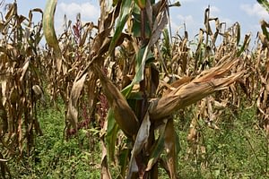 A double cobber maize crop on Alinda Sarah's farm in Masindi, western Uganda. (Photo: Joshua Masinde/CIMMYT)
