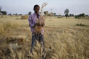 Agricultural scientists are calling on support to add zinc-biofortification as a core trait in the world's largest wheat breeding program. Photo: CIMMYT/ Peter Lowe