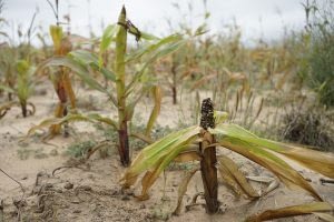 Drought susceptible maize variety devastated by drought in Mutoko district, Zimbabwe. Photo: Peter Lowe/CIMMYT