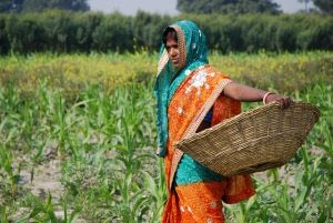Global food production must increase by 70 percent to meet a population of more than 9 billion in 2050. India, with a current population of 1.3 billion and rising, is central to this challenge. Photo: M. DeFreese/CIMMYT
